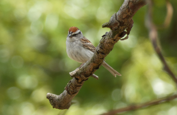 Chipping Sparrow - ML618512386