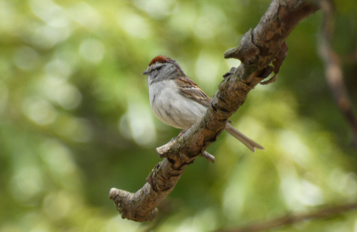 Chipping Sparrow - ML618512398