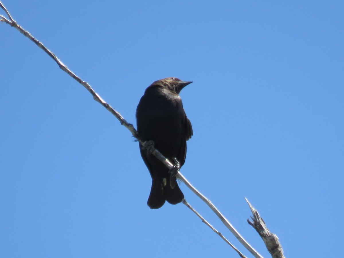 Brown-headed Cowbird - Anonymous
