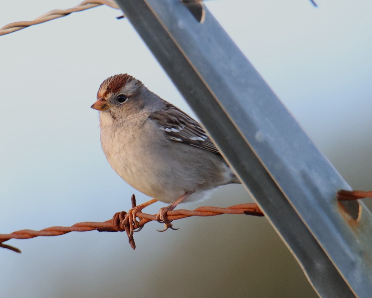 White-crowned Sparrow - ML618512423