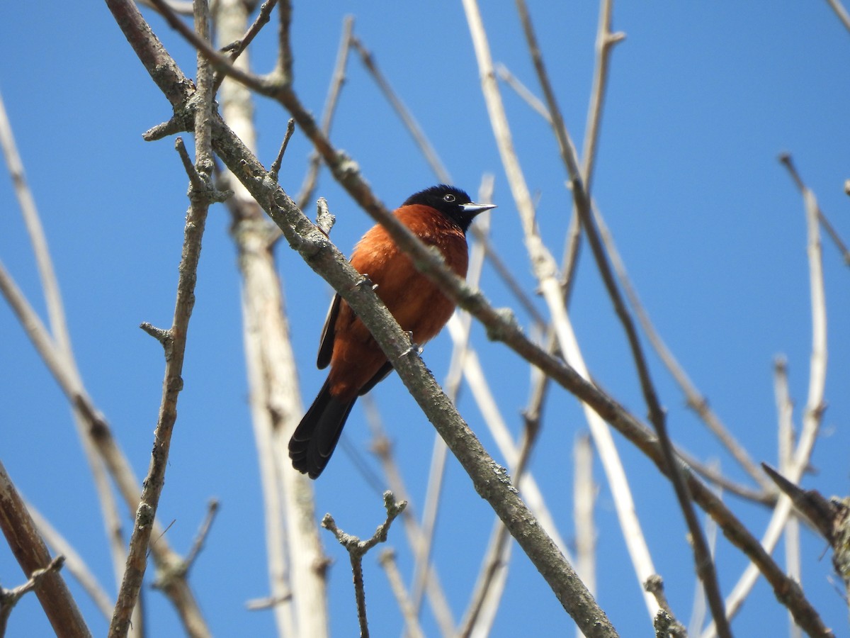 Orchard Oriole - ML618512432