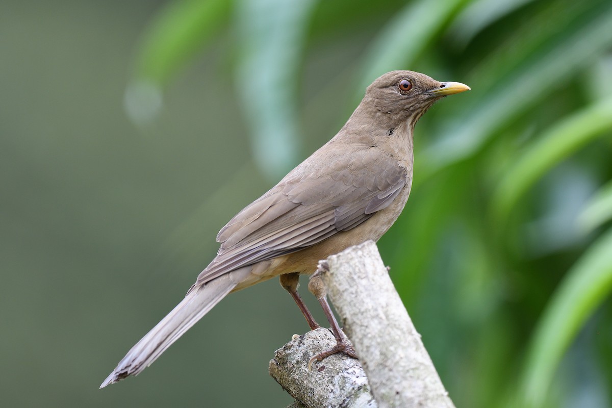 Clay-colored Thrush - terence zahner