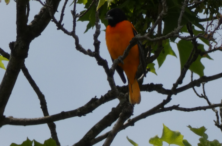 Orchard Oriole - ML618512483