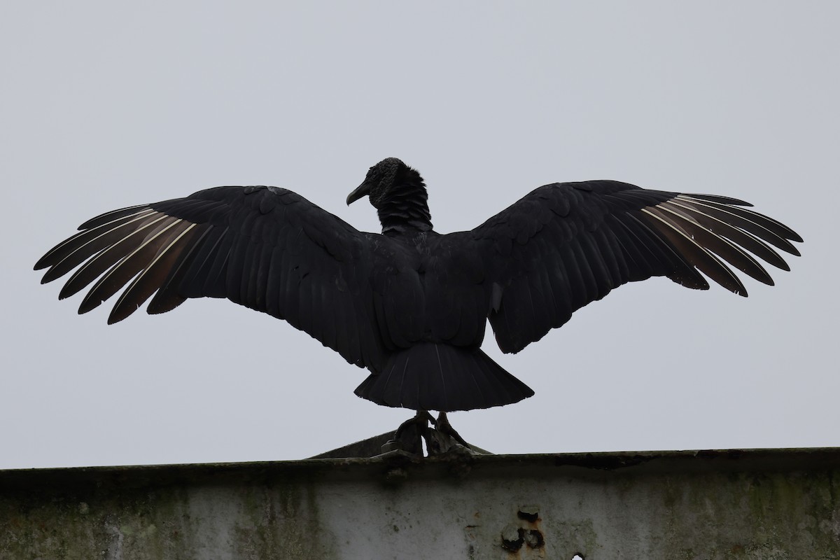 Black Vulture - ML618512490