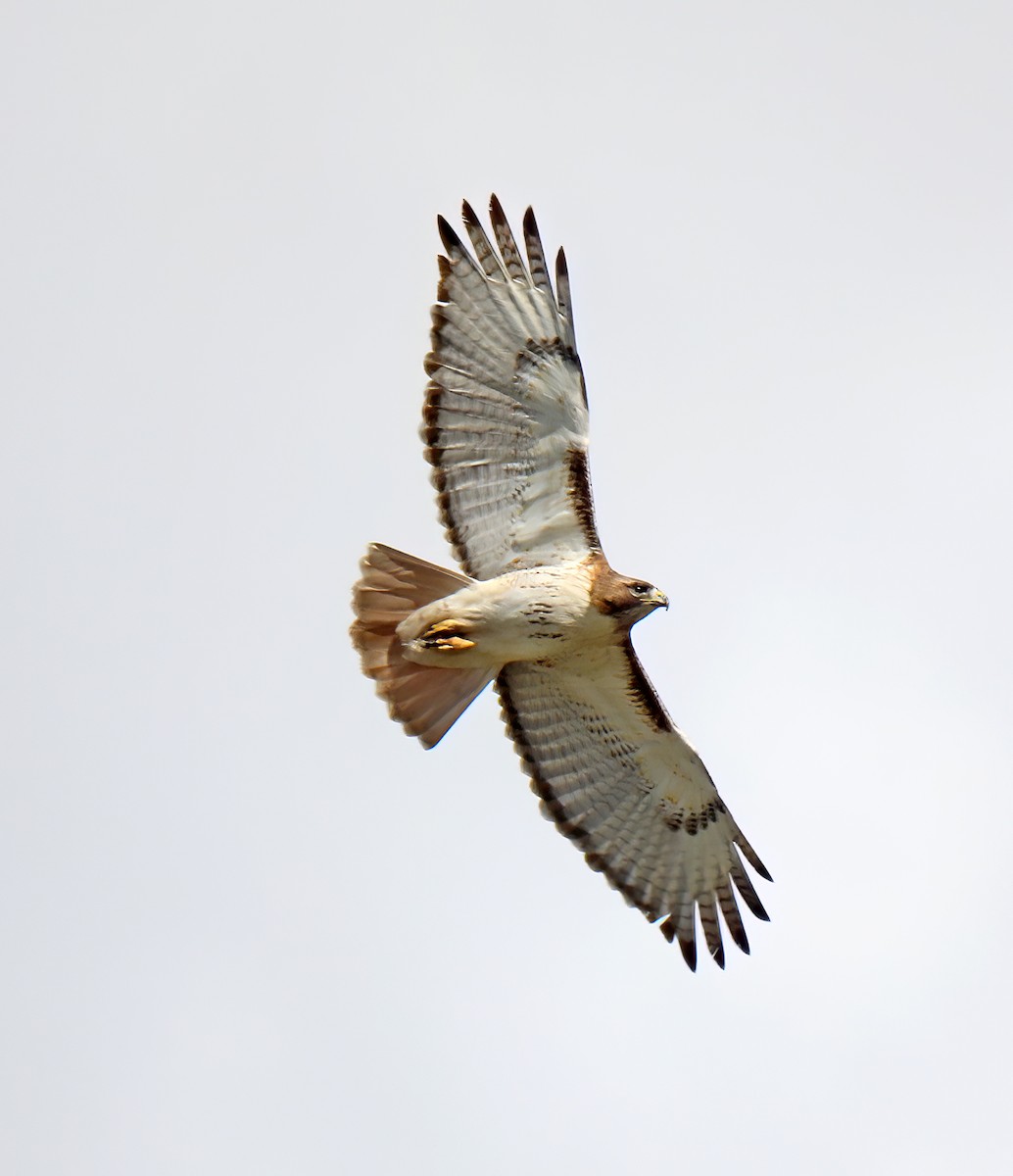 Red-tailed Hawk - ML618512517