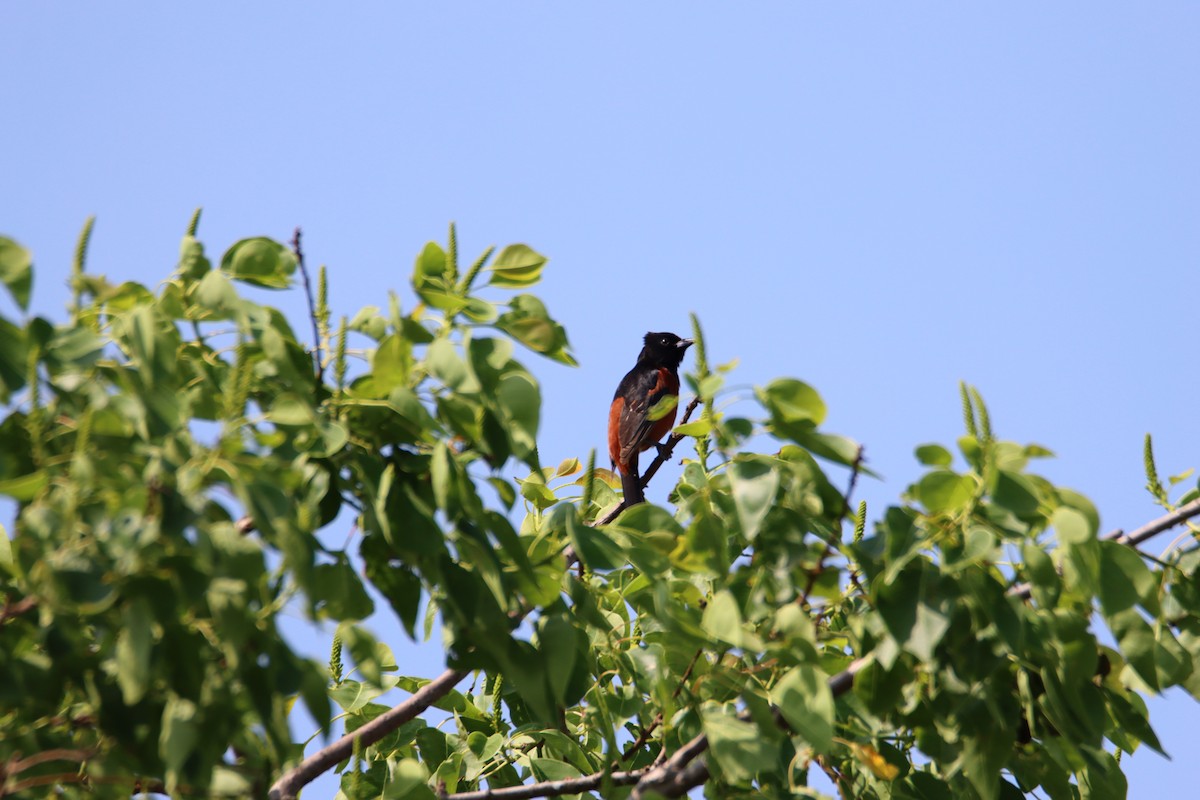 Orchard Oriole - ML618512522