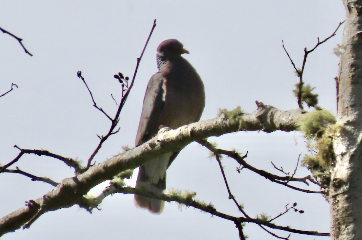 Band-tailed Pigeon - ML618512610