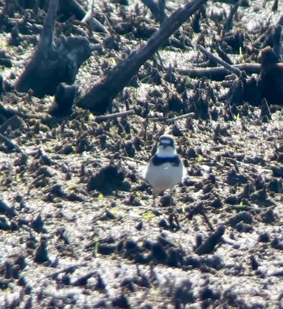 Semipalmated Plover - ML618512630
