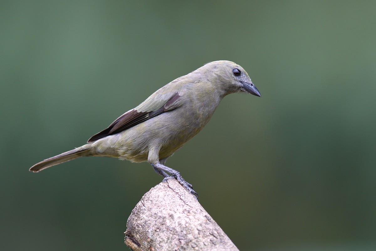 Palm Tanager - ML618512645