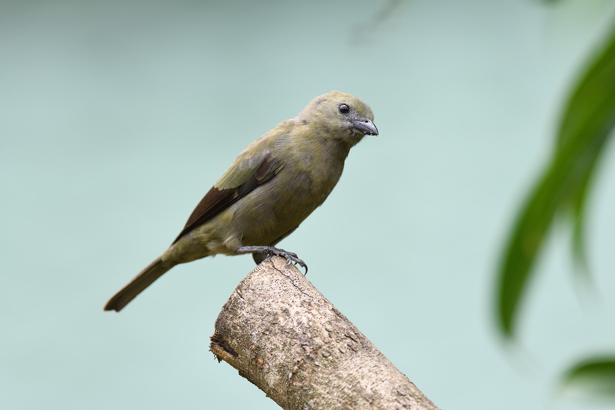 Palm Tanager - ML618512647