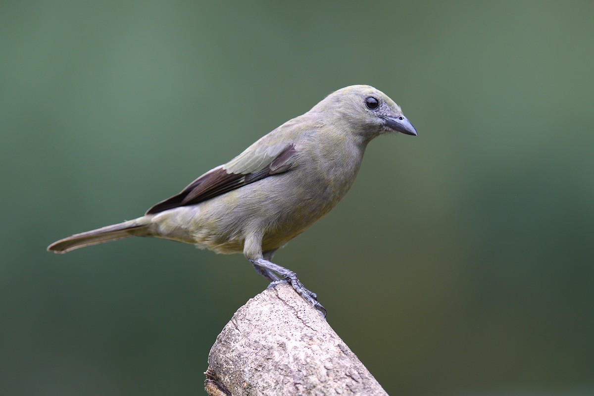 Palm Tanager - ML618512648