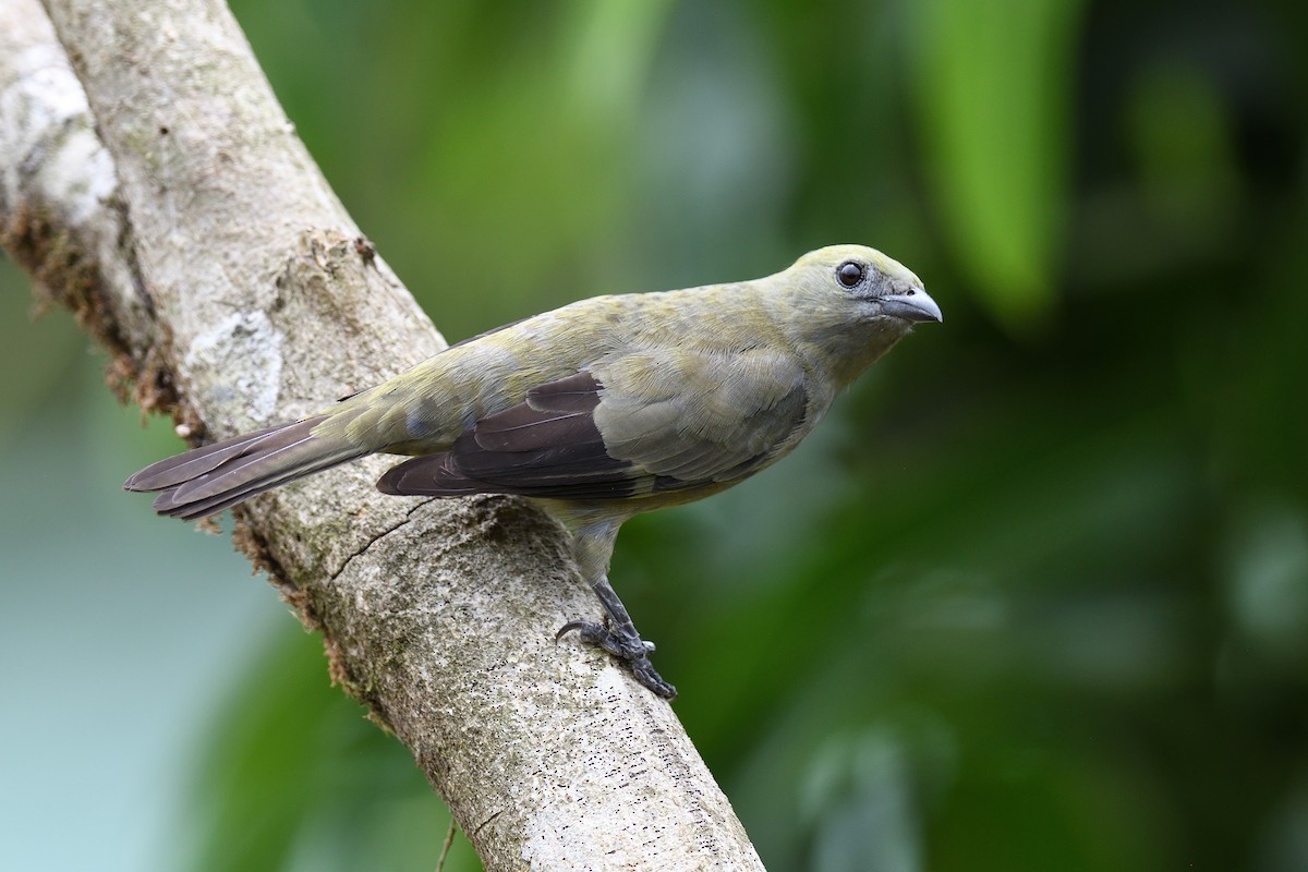 Palm Tanager - ML618512649