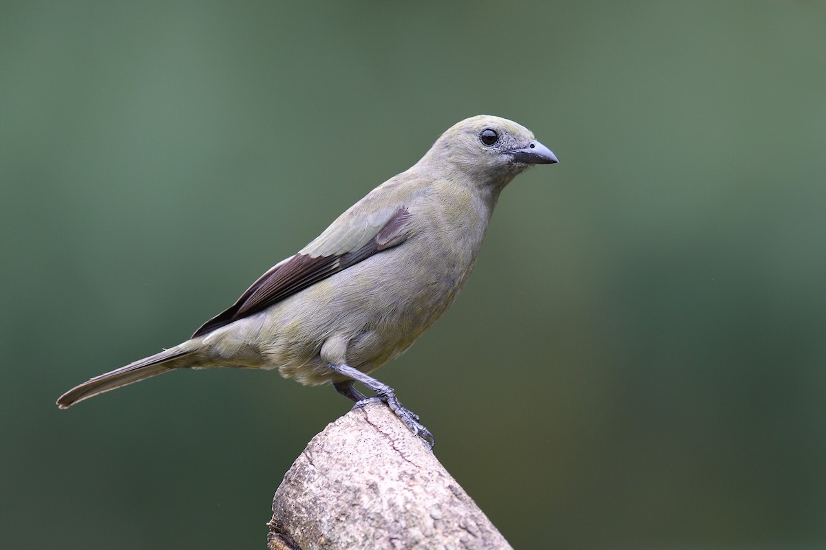 Palm Tanager - terence zahner