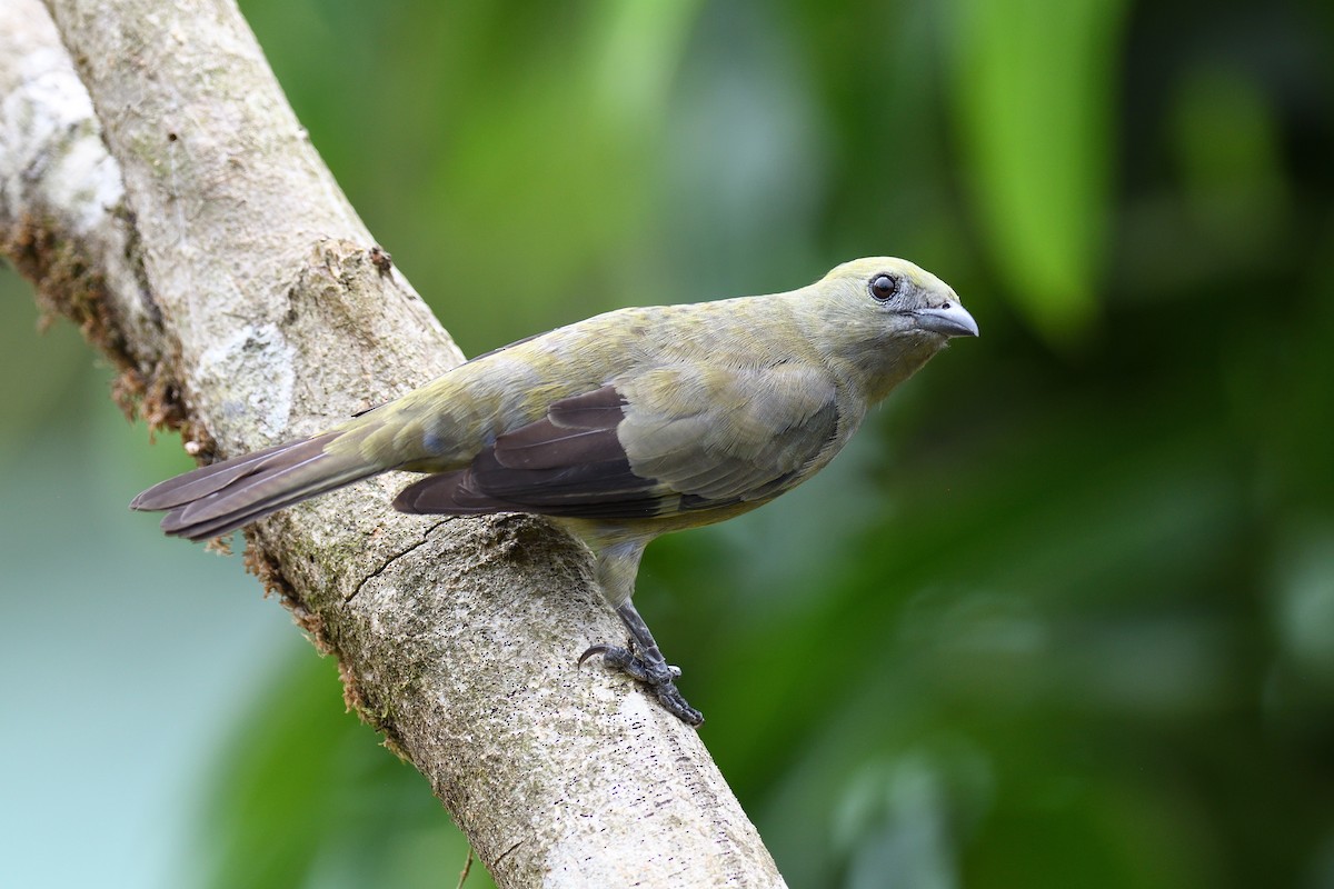 Palm Tanager - ML618512651