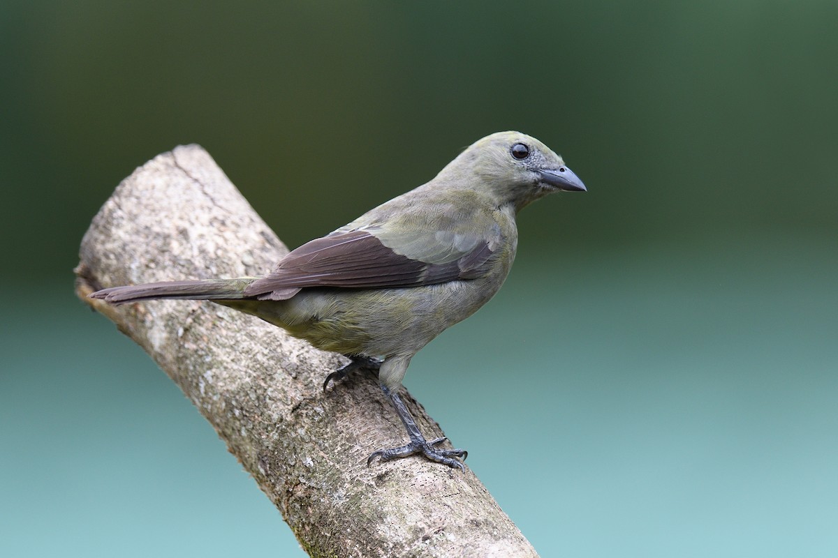 Palm Tanager - ML618512653