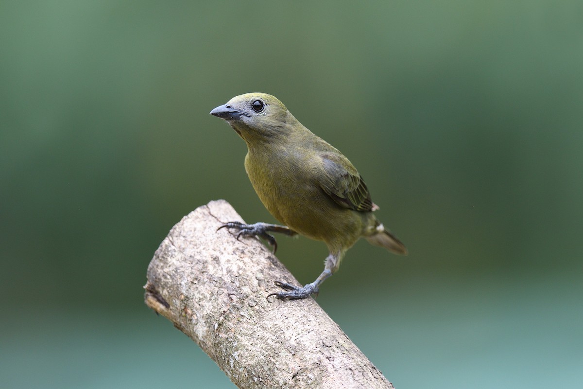 Palm Tanager - ML618512654