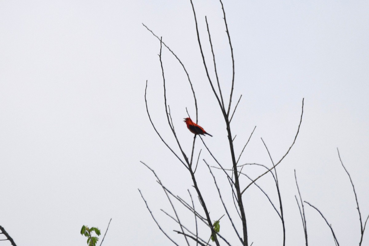 Scarlet Tanager - ML618512655