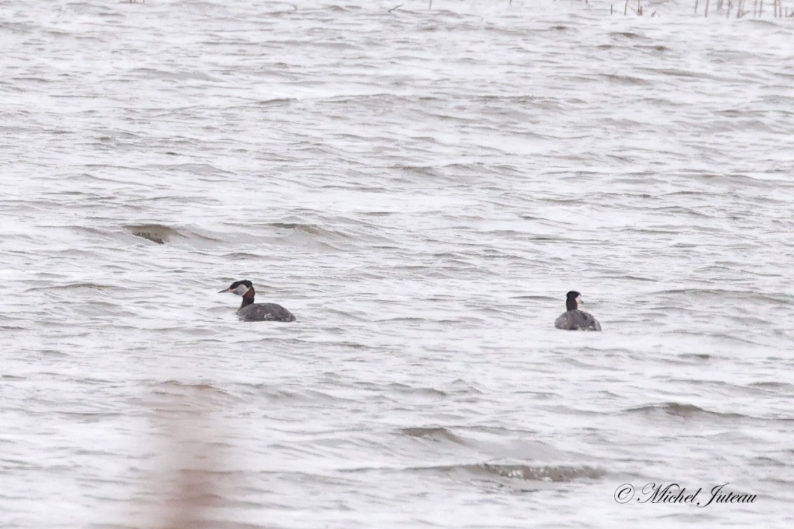 Red-necked Grebe - ML618512706