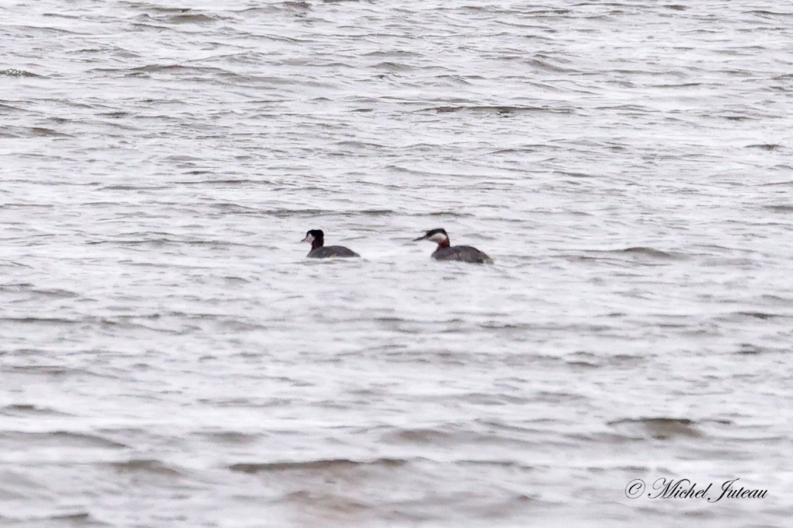 Red-necked Grebe - ML618512707