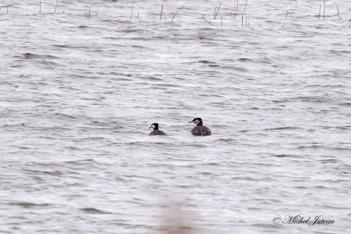 Red-necked Grebe - ML618512708
