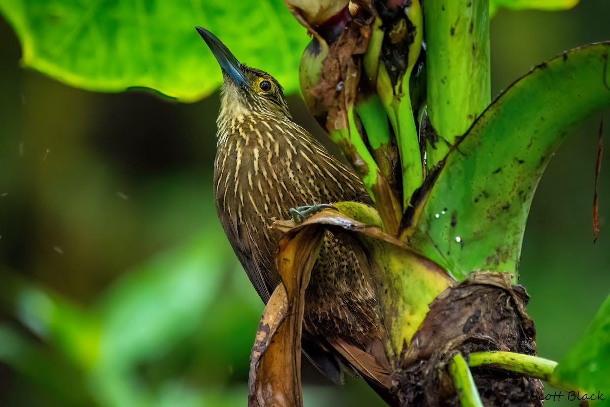Strong-billed Woodcreeper - ML618512776