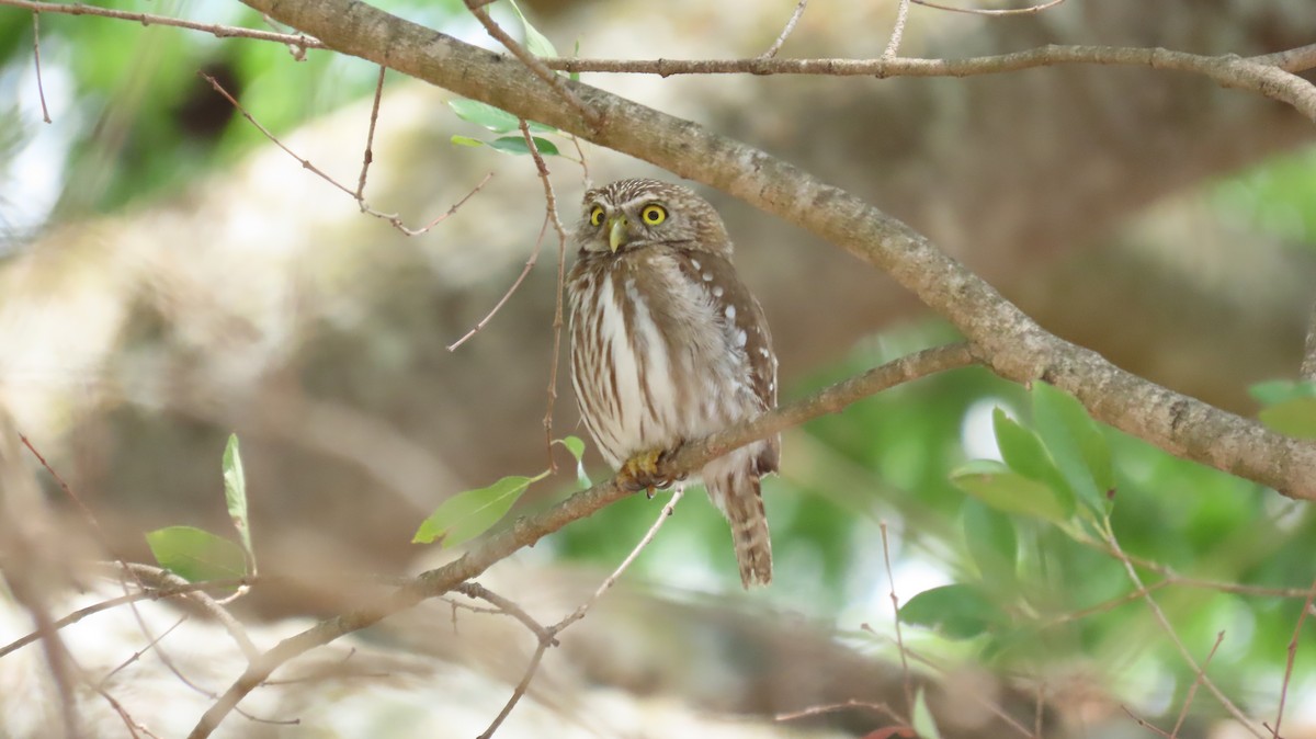 Ferruginous Pygmy-Owl - ML618512791