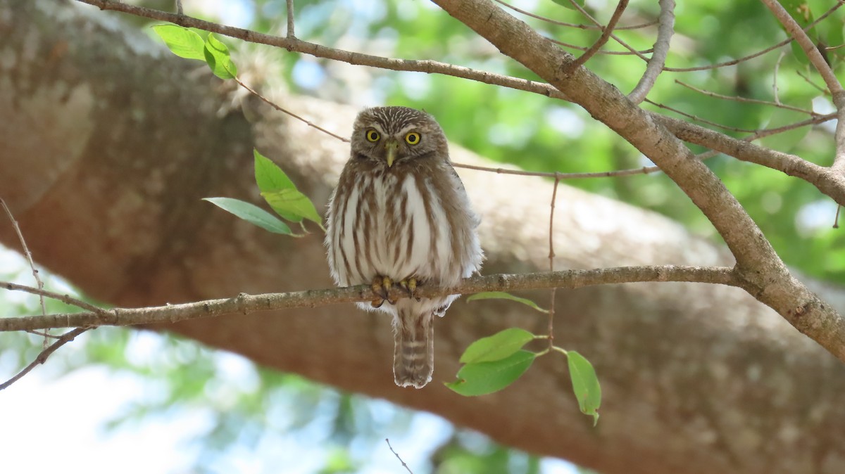 Ferruginous Pygmy-Owl - ML618512793