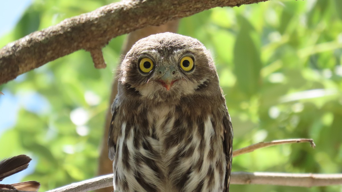 Ferruginous Pygmy-Owl - ML618512795