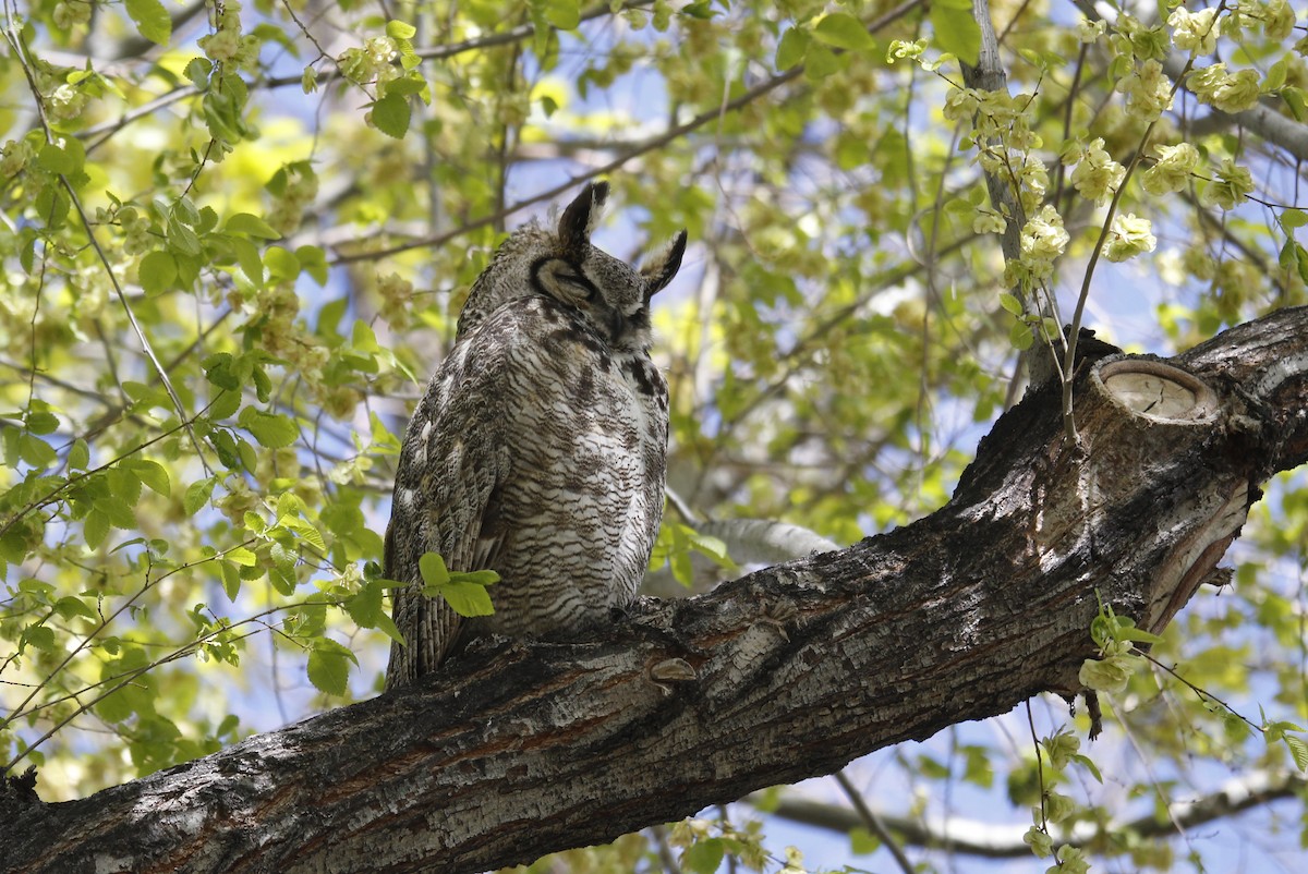 Great Horned Owl - ML618512845