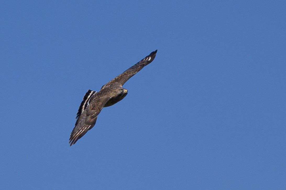 Broad-winged Hawk - ML618512849