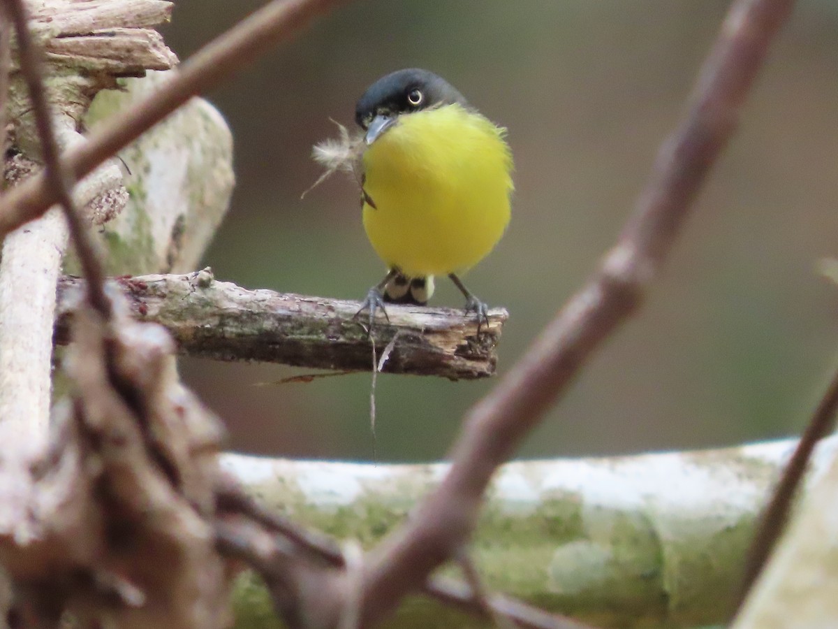 Common Tody-Flycatcher - Michelle Browning