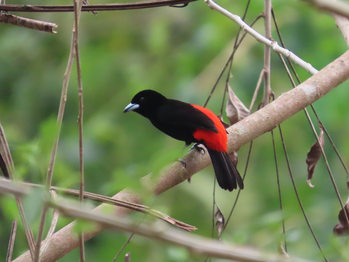 Scarlet-rumped Tanager - ML618512862