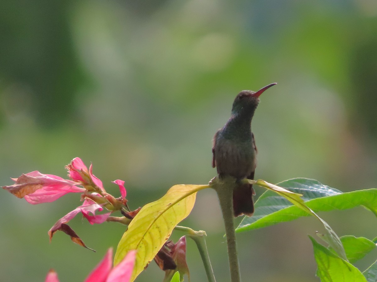 Rufous-tailed Hummingbird - ML618512871