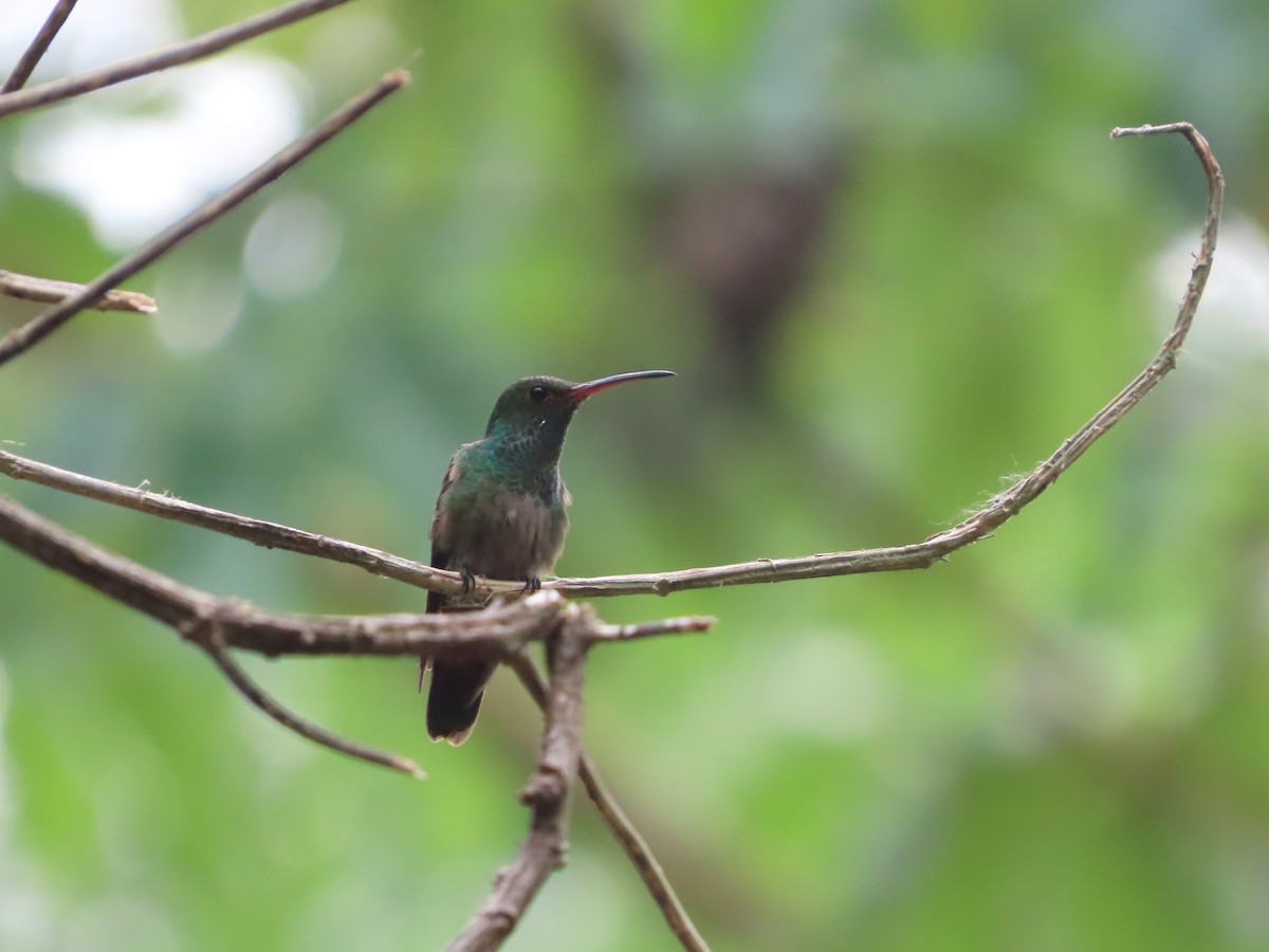 Rufous-tailed Hummingbird - ML618512874
