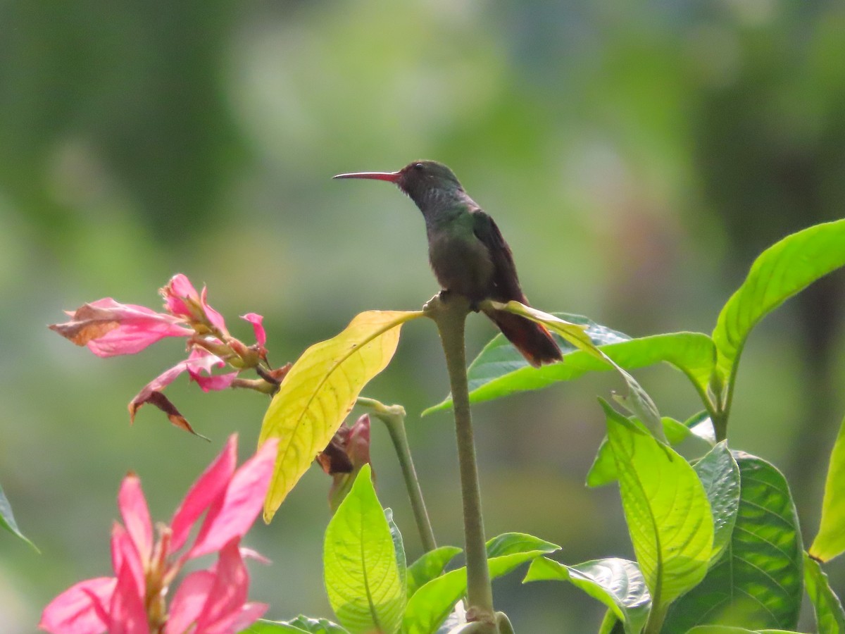 Rufous-tailed Hummingbird - ML618512875