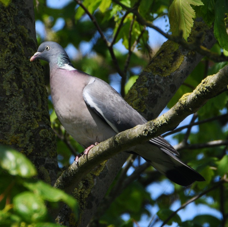 Common Wood-Pigeon - ML618512972