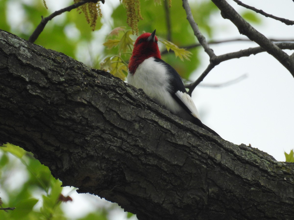 Red-headed Woodpecker - Scott Watkins