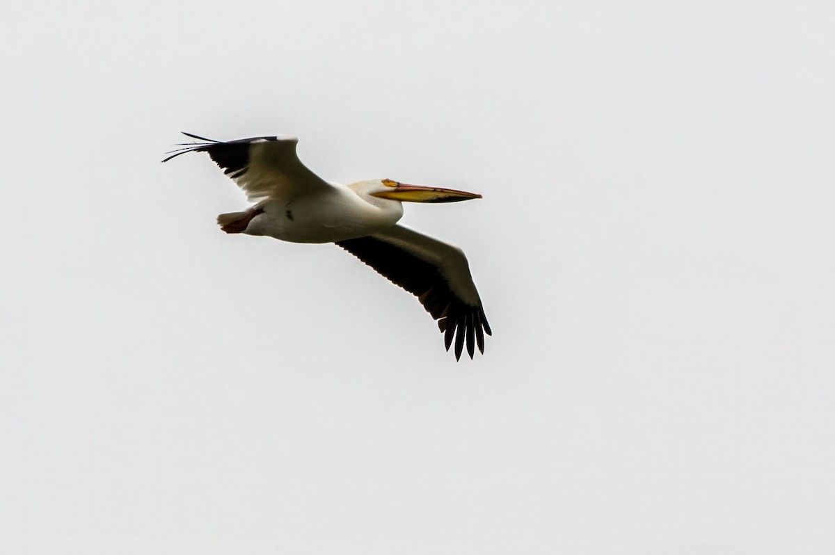 pelikán severoamerický - ML618512985