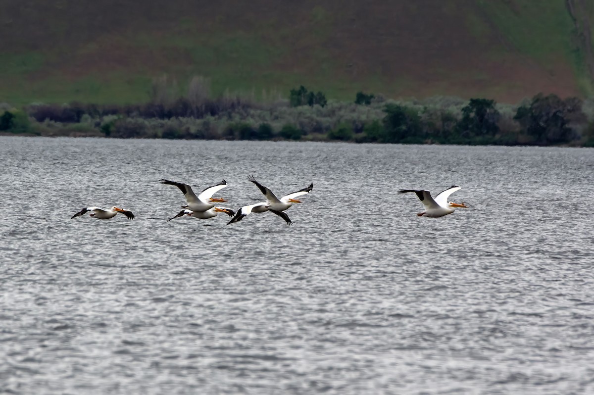 pelikán severoamerický - ML618512987