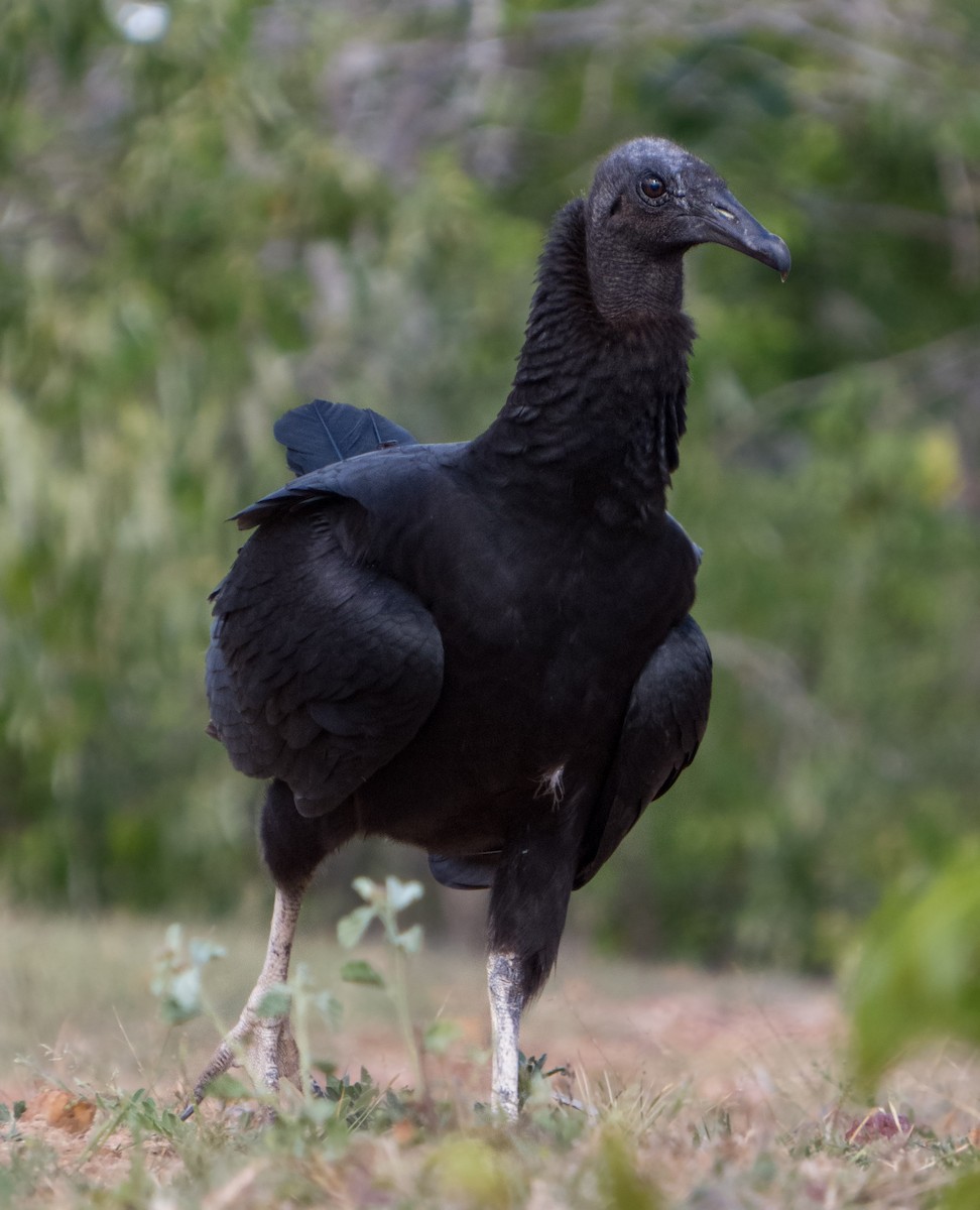 Black Vulture - Breno Farias