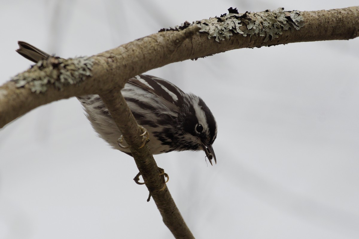 Black-and-white Warbler - Dennis McGillicuddy