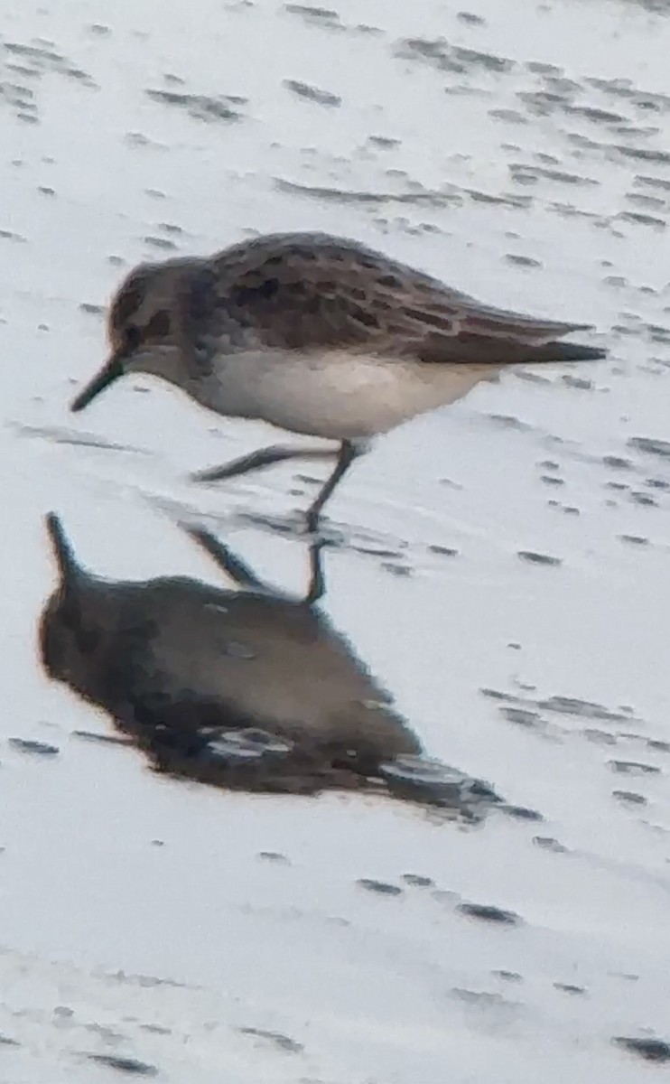 Semipalmated Sandpiper - Soule Mary