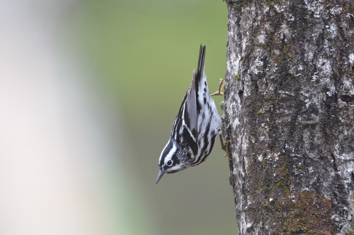 Black-and-white Warbler - ML618513047