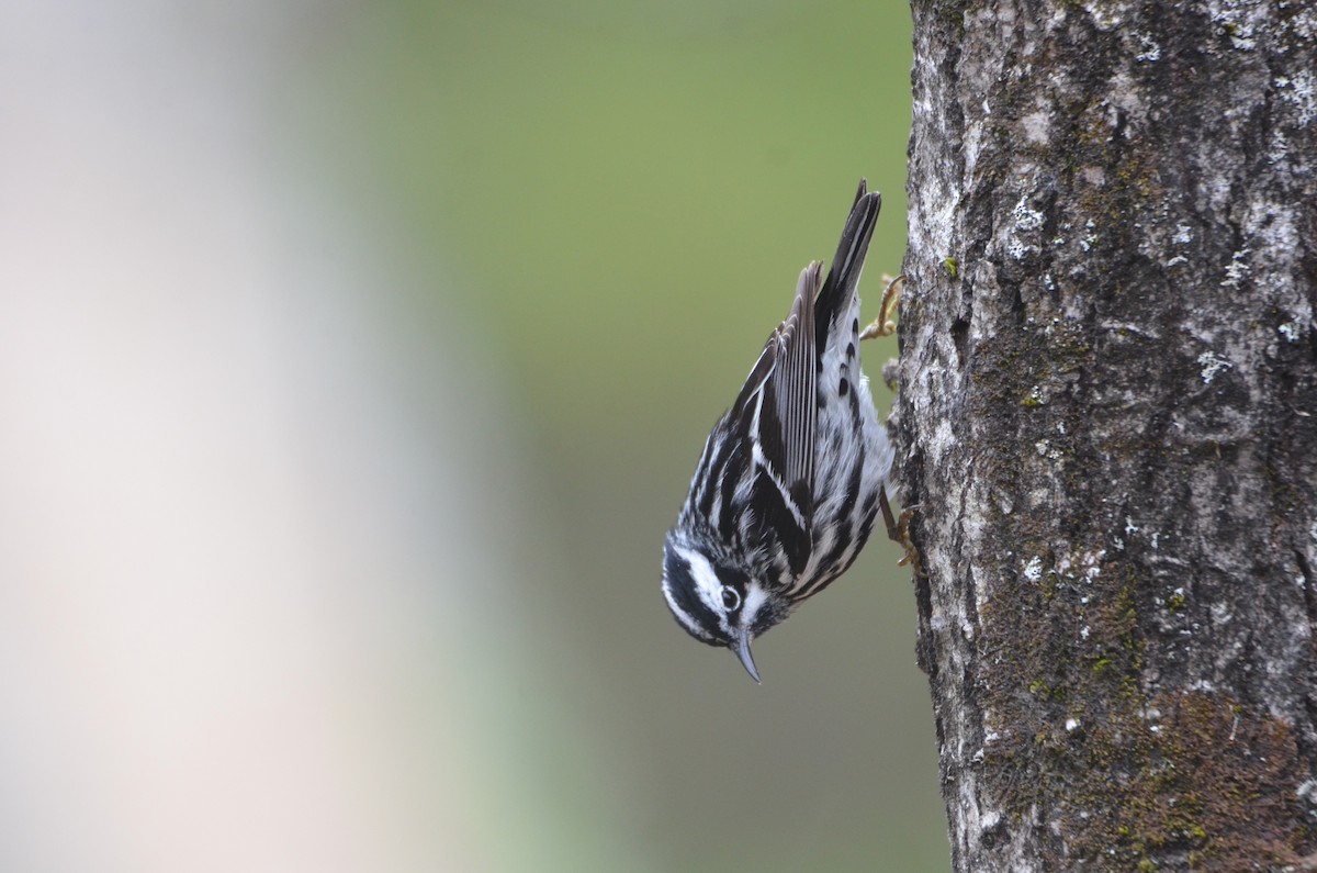 Black-and-white Warbler - ML618513048