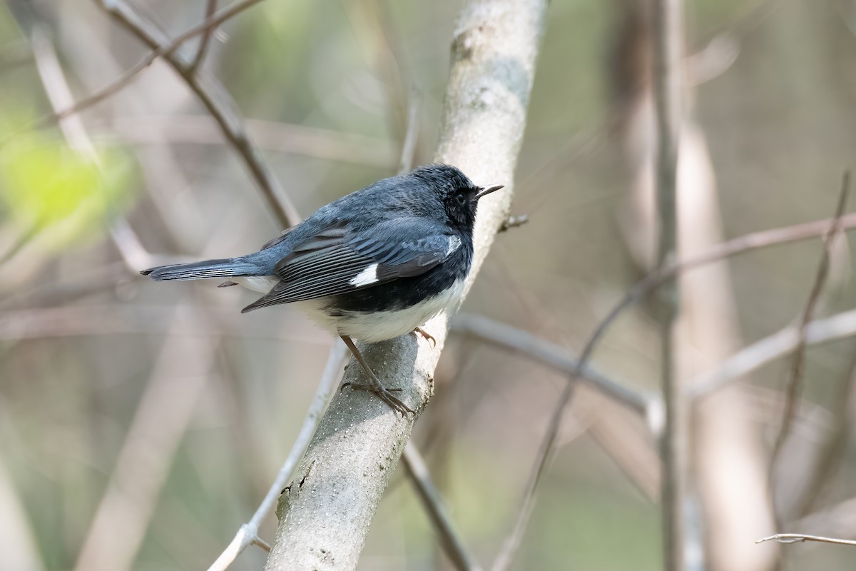 Black-throated Blue Warbler - ML618513125