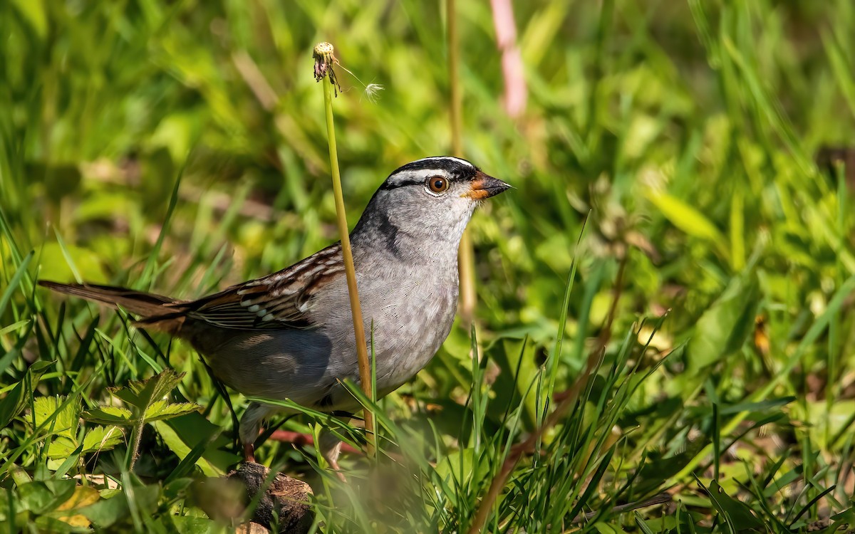 White-crowned Sparrow - Jera Piper