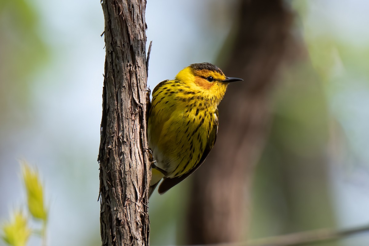 Cape May Warbler - ML618513169