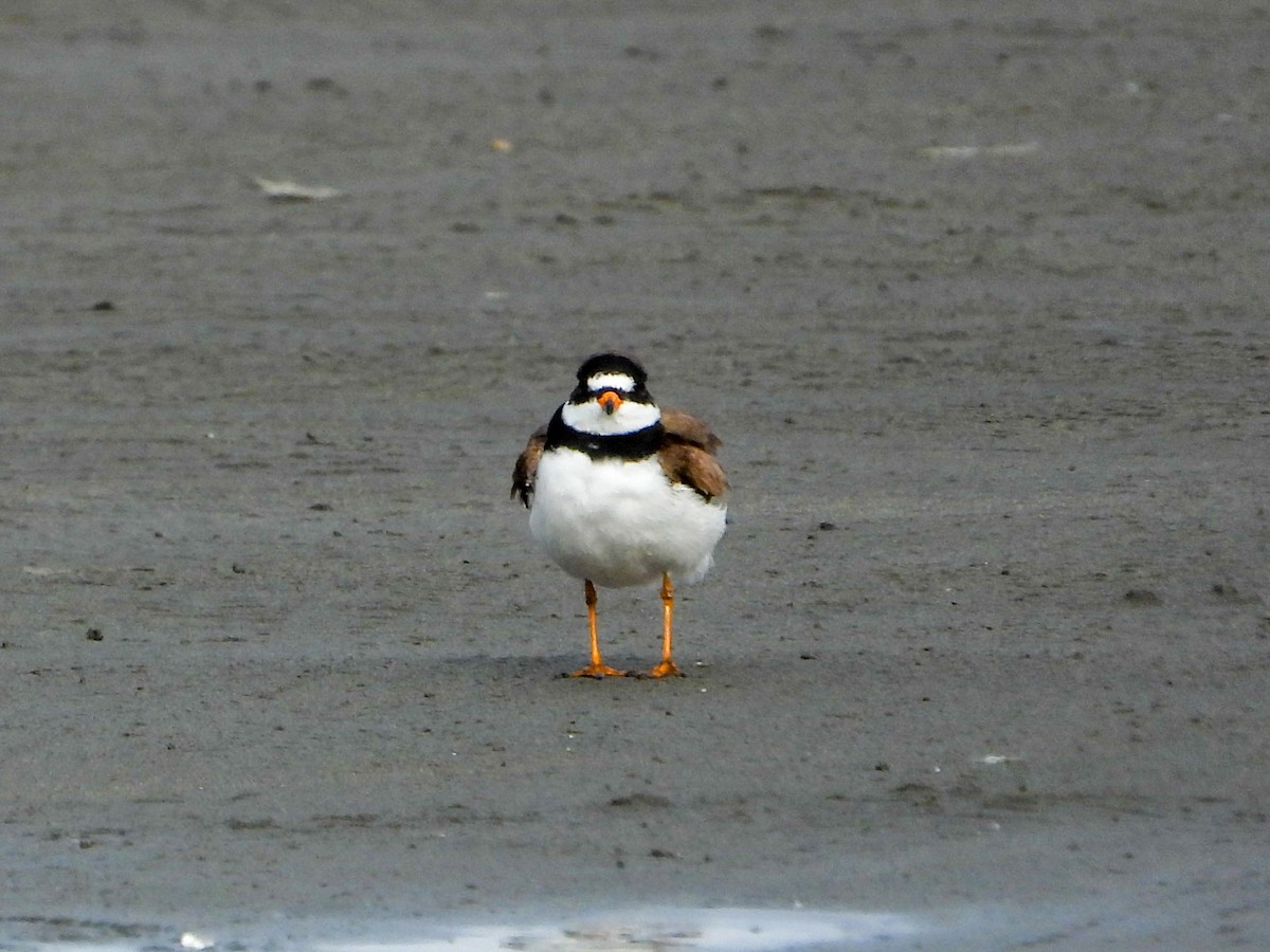 Semipalmated Plover - ML618513174