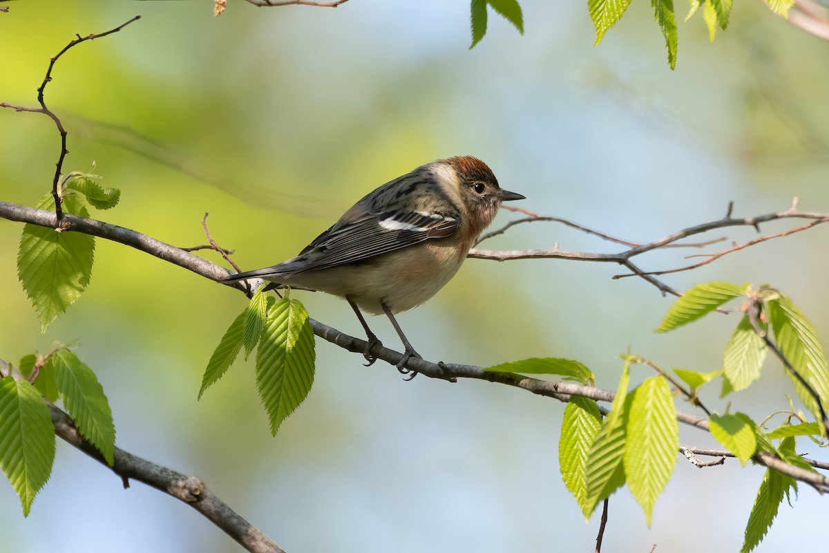 Bay-breasted Warbler - ML618513189