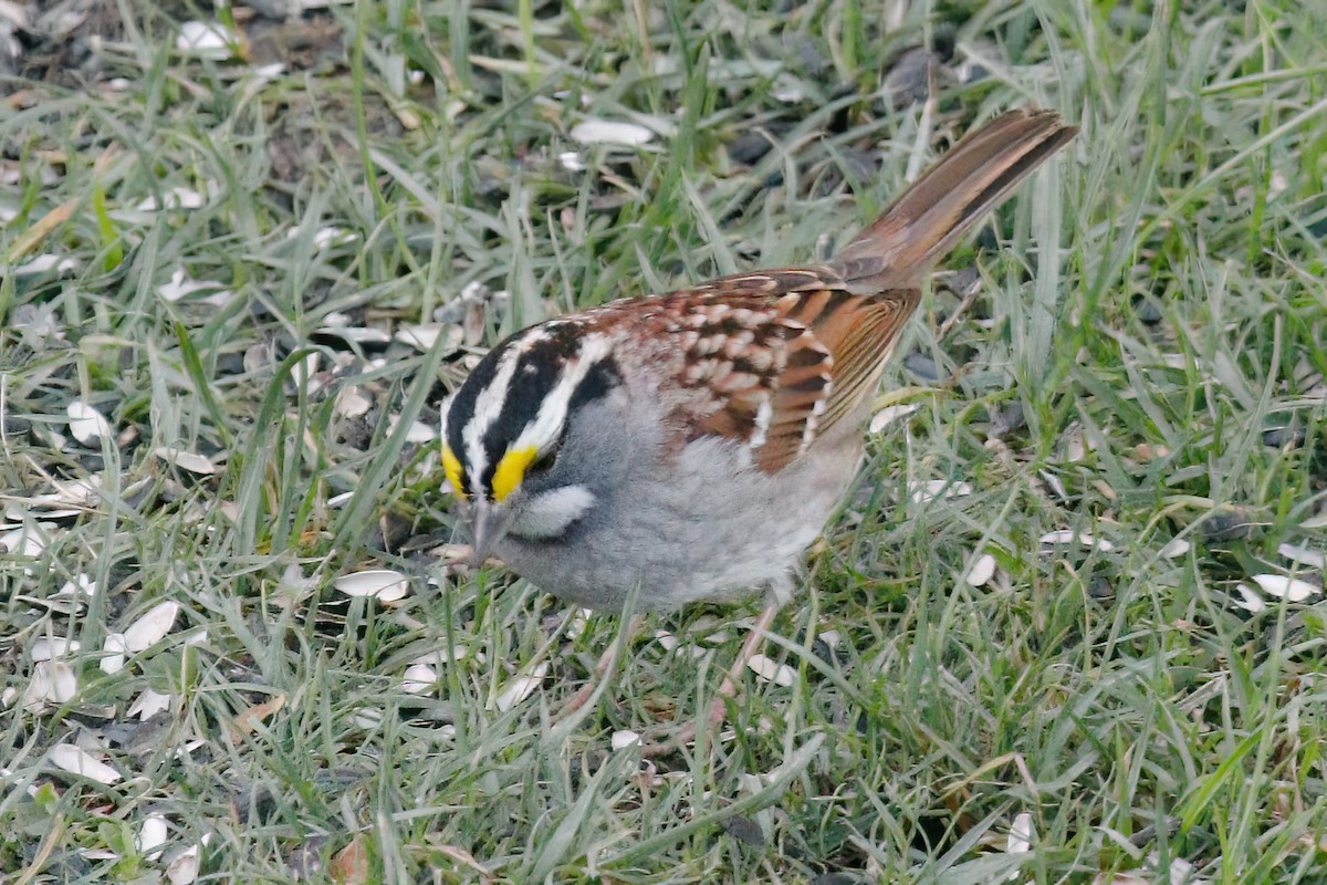 White-throated Sparrow - ML618513240